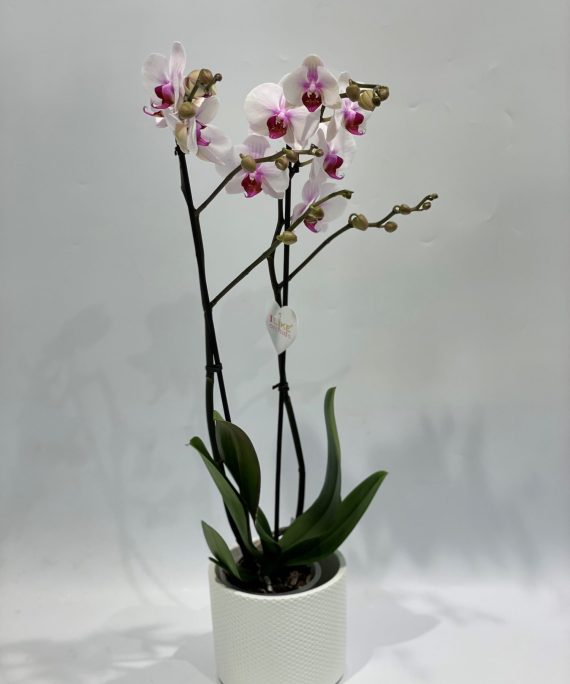 Orquídea phalaenopsis branca e lilás