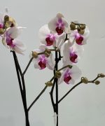 Orquídea phalaenopsis branca e lilás