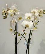 Orquídea phalaenopsis branca