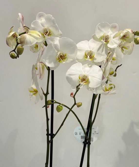 Orquídea phalaenopsis branca