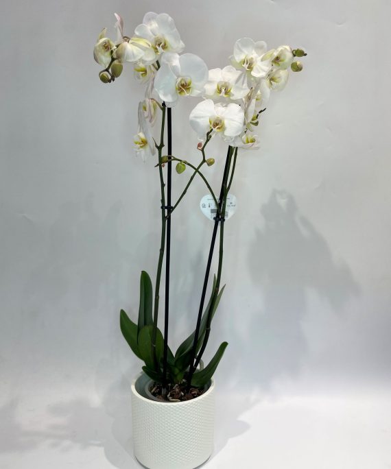 Orquídea phalaenopsis branca
