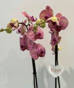 Orquídea phalaenopsis verde e lilás