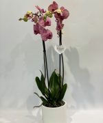 Orquídea phalaenopsis verde e lilás